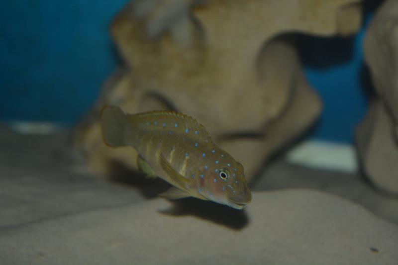 Eretmodus cyanostictus 'Cape Chaitika'